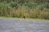 Ethiopia - Lago Chamo - 22